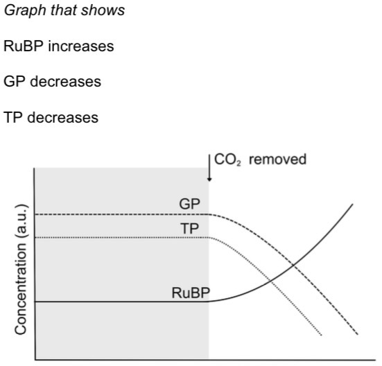<p>ci) variables that prevent the reaction from going any faster/ factors that limits the rate of reaction</p><p>d)</p><p>→ high temperature/ above optimum will denature RuBisCO/ reduced enzyme activity</p><p>→ less carbon fixation</p><p>→ less RuBP generated</p><p>→ less glucose produced</p><p>→ (no/ little ADP and Pi and NADP for light dependent reaction) fewer products of light dependent reaction for Calvin cycle</p>