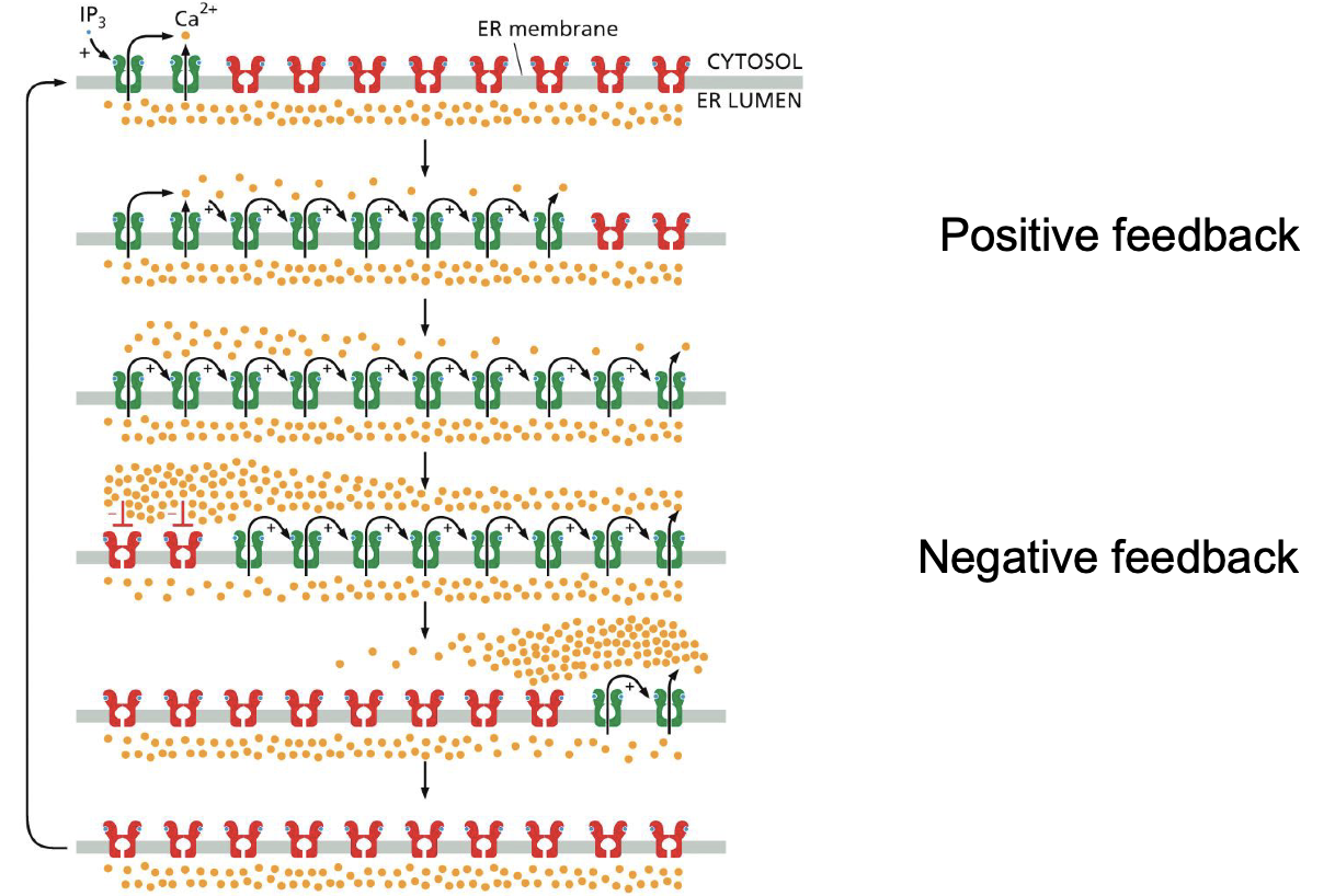 <p>Calcium oscillations<br>CamKII</p><p><br>Positive feedback<br>Negative feedback</p>