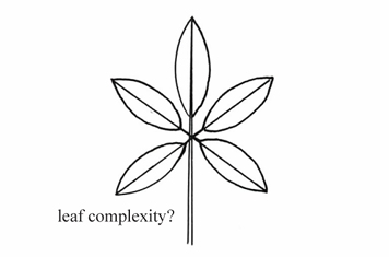 <p>A compound leaf where all leaflets are attached at a single point at the tip of the petiole.</p>