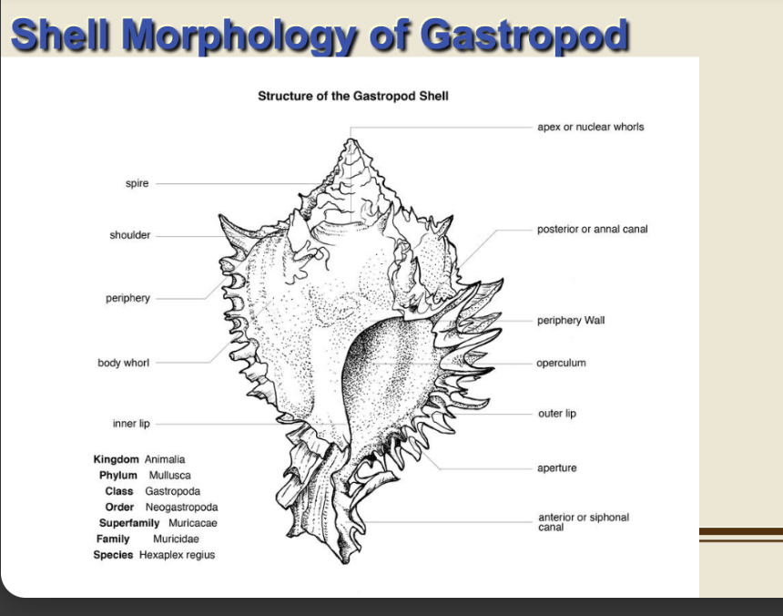 <p>tropics </p><p>why tropics = ornate complex shells?</p>