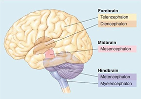 <p>Telencephalon (cerebrum)</p>