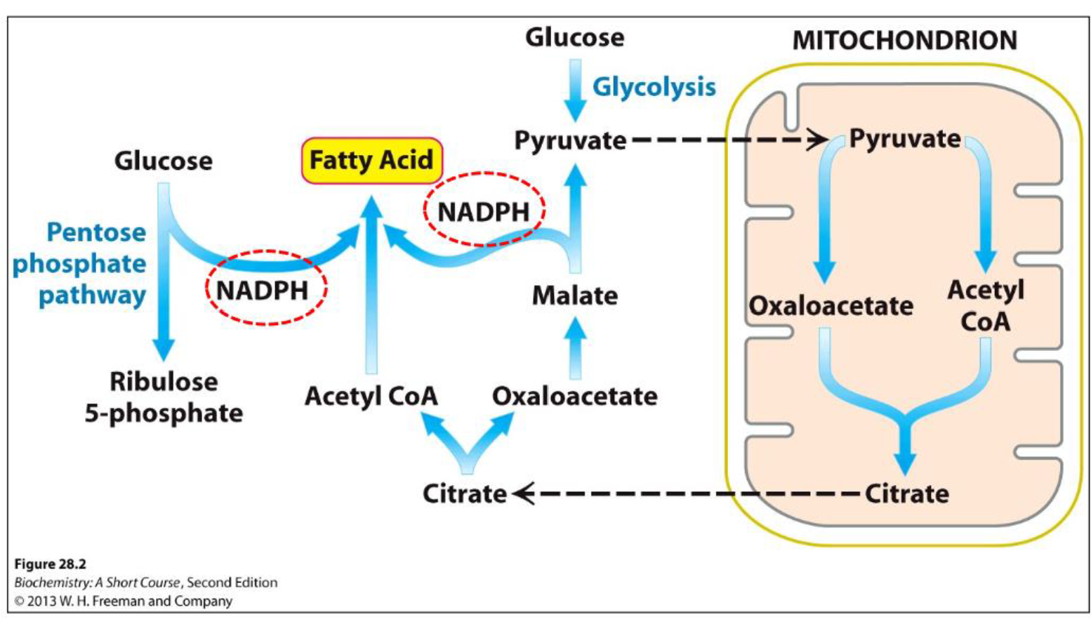 <ul><li><p>Fatty acids are synthesized from ACETYL-CoA</p></li></ul><ul><li><p>Occurs mainly in adipose tissue and liver</p></li><li><p>A very round- about set of pathways between the cytosol and mitochondria….</p></li></ul><p></p>