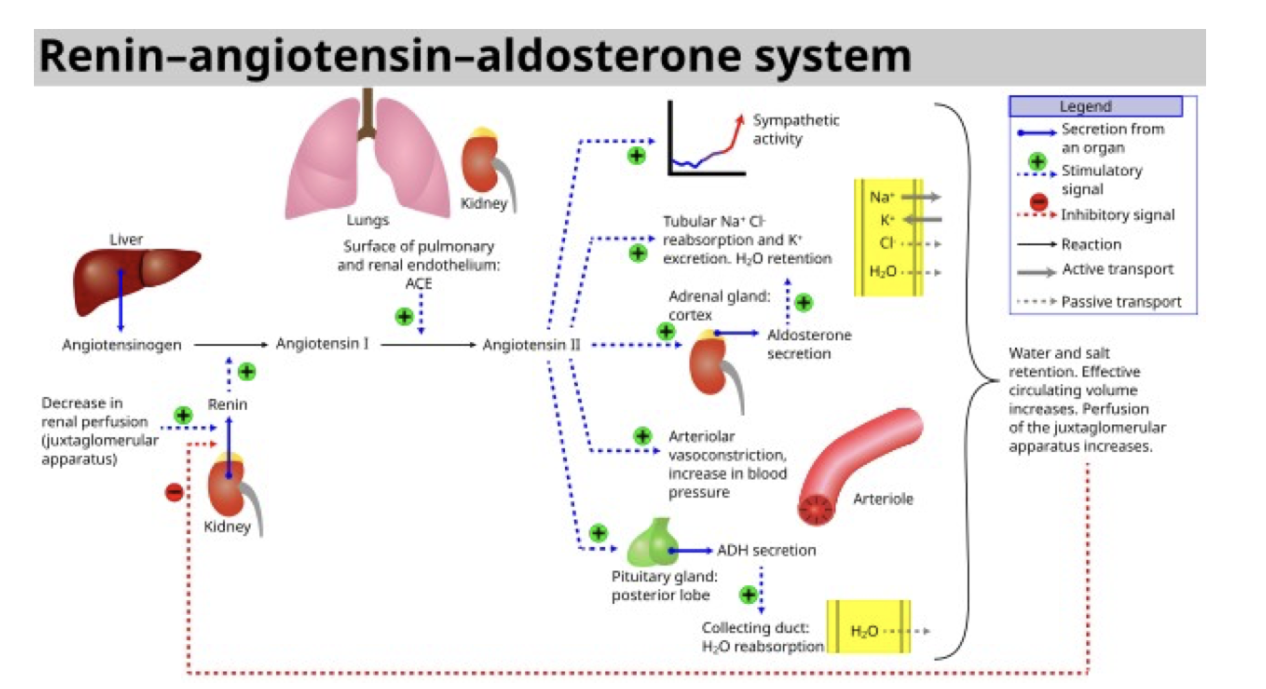 <p>examination of urine for signs of disease</p>
