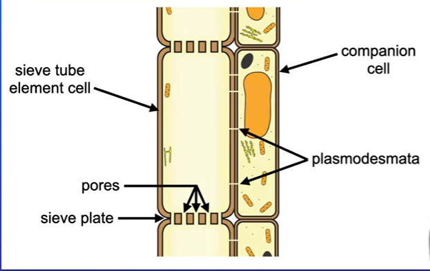 <p>They are next to sieve tube element cells, companion cells contain a nucleus as well as large amounts of mitochondria.</p><p>Microscopic channels link the companion cells to the sieve tube, these are called plasmodesmata. </p><p>Molecules such as ATP and proteins can move through plasmodesmata into sieve tube element cells</p><p>So companion cells provide essential molecules to the sieve tube element cells.</p>