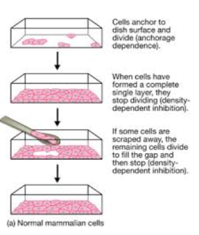 <p>At adherens junctions ikke kun er mekaniske koblinger, men også regulerer <strong>vækst, polaritet og signalering</strong>.</p>