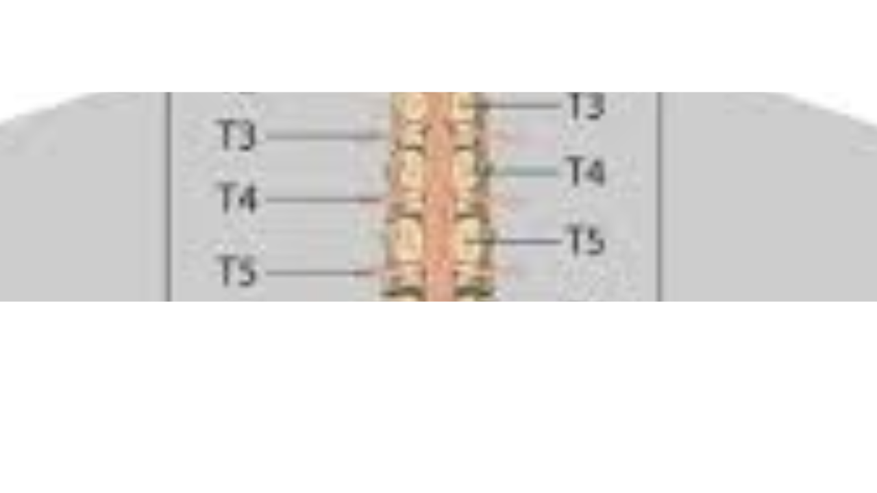 <p>Spinous processes of T3-T5</p>