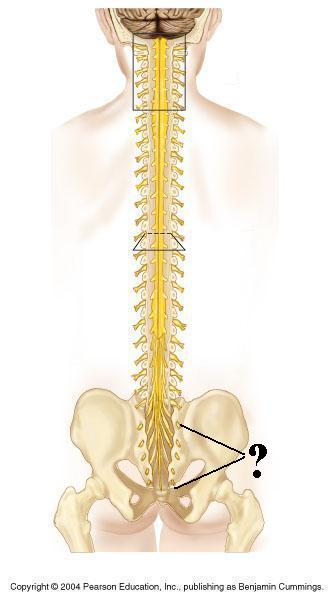 <p>Identify the indicated structures</p>
