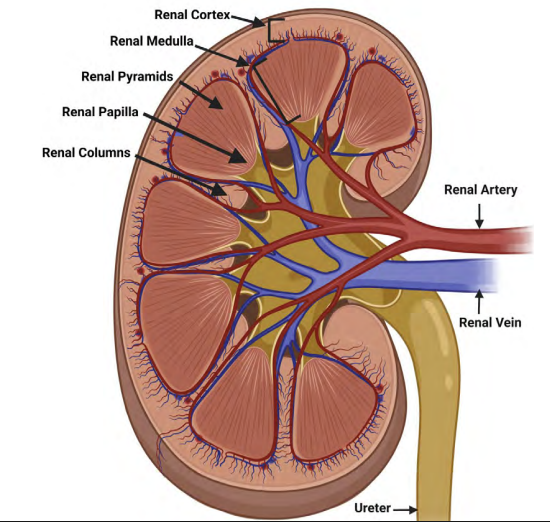 <p>Answer: The glomerulus, proximal convoluted tubule, distal convoluted tubule, and cortical collecting duct.</p><p>Extra Information:</p><ul><li><p>These are the cortical structures identified on the Bootcamp slide.</p></li></ul><p><span data-name="brain" data-type="emoji">🧠</span> <strong>“Cortex Girls Prefer Drinking Coffee”</strong></p>