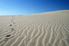 <p>An extremely dry area with little water and few plants</p>