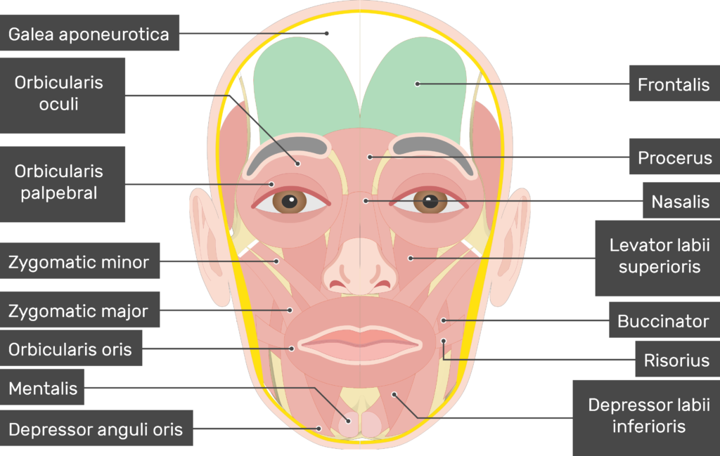 <p>Flat muscle covering the forehead that raises eyebrows.</p>