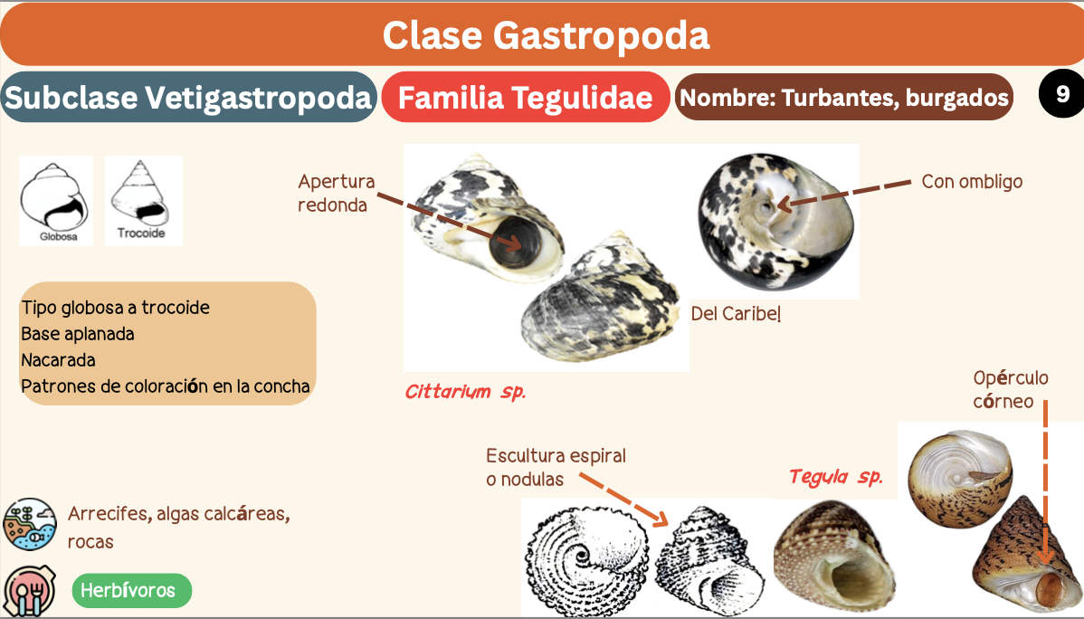 <p><strong>FILO </strong>Mollusca<strong><br>CLASE </strong>Gastropoda<br><strong>SUBCLASE </strong>Vetigastropoda<br><strong>FAMILIA </strong>Tegulidae<br><strong>GÉNERO </strong><em><u>Tegula sp</u></em><br><strong>NOMBRE COMÚN </strong>Turbantes, burgados<strong><br>CARACTERÍSTICAS </strong>Tipo globosa a trocoide, base aplanada, nacarada, patrones de coloración en la concha<br><strong>RÁDULA </strong>Ripidoglossa<strong><br>ALIMENTACIÓN </strong>Herbívoros<strong><br>HÁBITAT </strong>Arrecífes, algas calcáreas, rocas.</p>