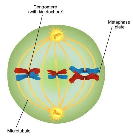 <ul><li><p>Homologous chromosomes are arranged at the cell equator with kinetochores facing opposite poles</p></li><li><p>Maternal and paternal chromatids orient randomly and are mixed when they migrate to the poles</p></li><li><p>This creates additional genetic variation among daughter cells</p></li><li><p>Indepdendent assortment occurs here</p></li><li><p>The homologous pairs (one chromosome from the mother and one from the father) align side-by-side or in pairs along the cell's equator (the metaphase plate), rather than single file</p></li></ul><p></p>