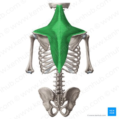 <p>trapezius (ORIGIN)</p>