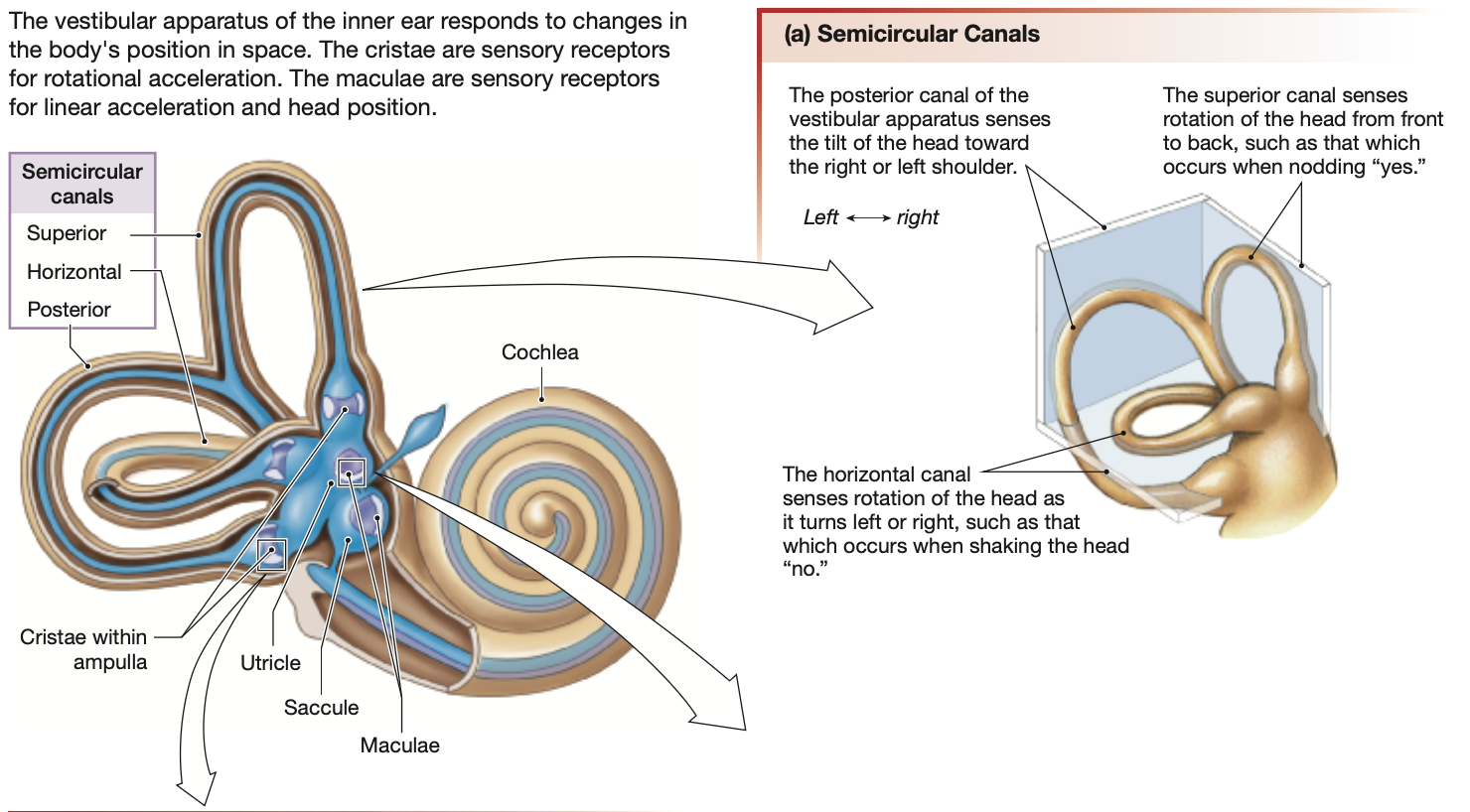 <p><em><u>Vestibular apparatus/labyrinth</u></em>: Located in <strong>inner ear, </strong>sits <strong>next to the cochlea</strong></p><ul><li><p>Composed of <strong>vestibule (</strong>also called <strong>otolith organs)</strong> &amp; <strong>3 semicircular canals</strong></p></li><li><p>Activates <mark data-color="purple" style="background-color: purple; color: inherit;">mechanoreceptors (hair cells)</mark></p></li><li><p>Relies on other senses, such as <strong>sight</strong> (can cause motion sickness)</p></li><li><p>Made of 3 loops, called&nbsp;‘semicircular canals’, each containing fluid</p><ul><li><p>Provides proprioception of the head in 3 dimensions</p></li></ul></li></ul><p></p>