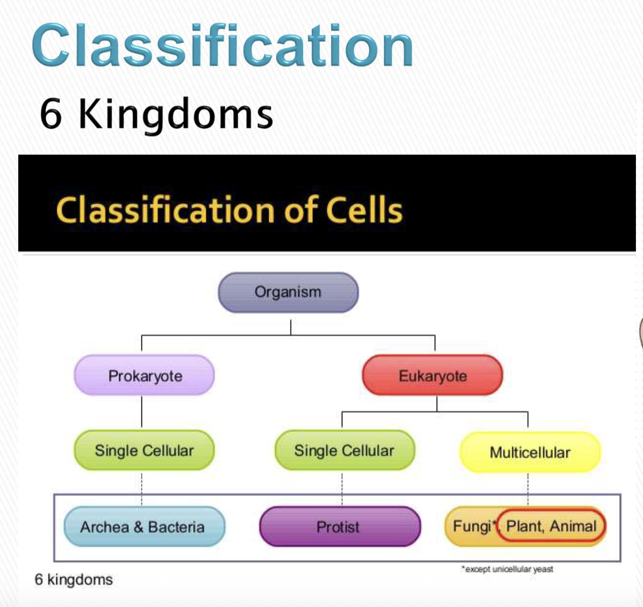 <ul><li><p>FUNGI CAN BE SINGLE OR MULTICELLULAR</p></li><li><p>- PROTIST IS PROTOZOA - is single celled eukaryote</p></li></ul><p></p>