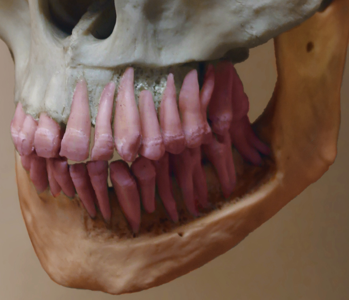 <p>Bumpy projections of where the teeth are held</p>