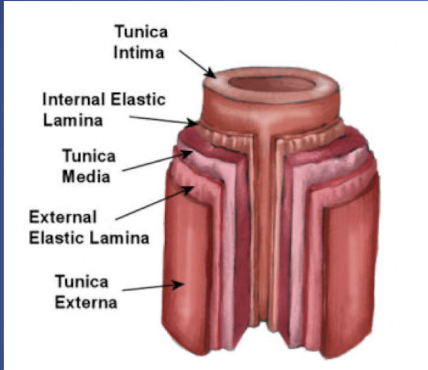<p>-Tunica Intima</p><p>-Tunica Media</p><p>-Tunica Externa</p>