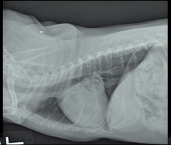 <p>Does this dog have congestive heart failure? How can you tell?</p>