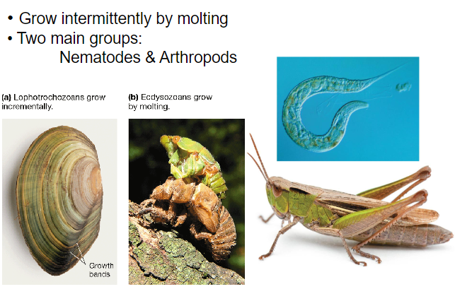 <p>molting, nematod and artropods</p>