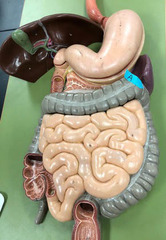 <p>Identify this region of the organ.</p>