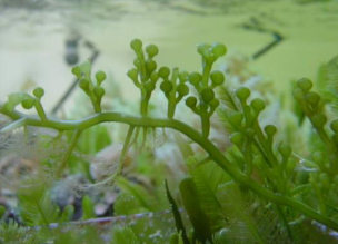 <p>Includes land plants and several algaes, green and red algae</p>