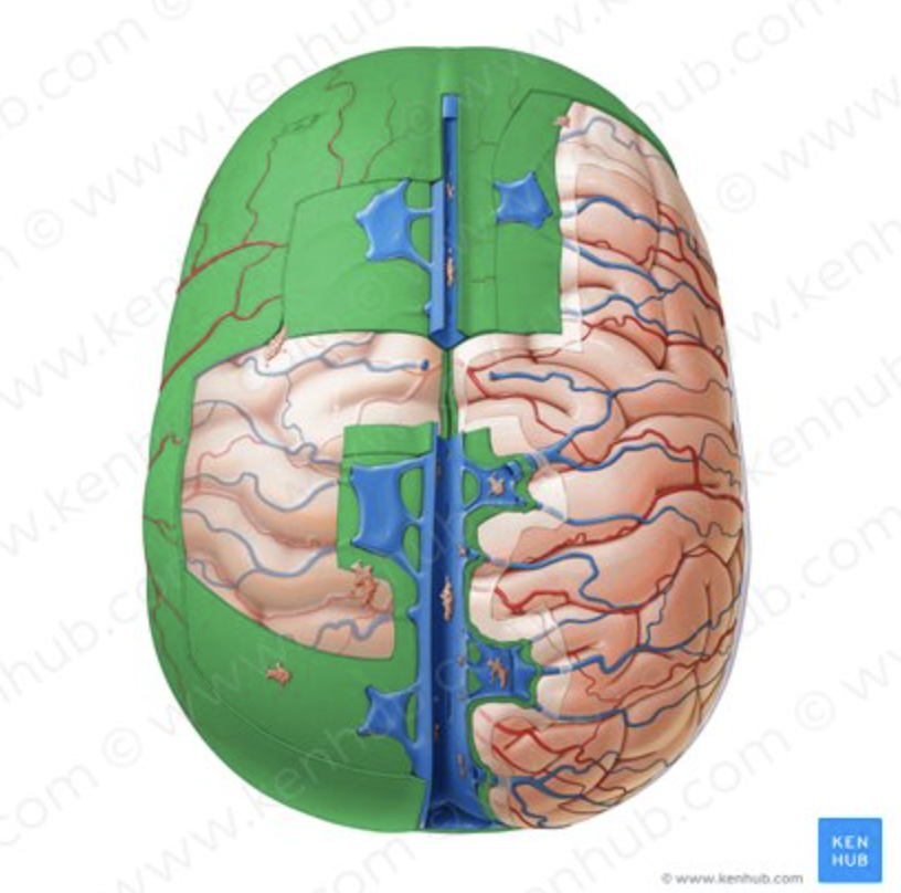 <p>Surrounds/supports venous sinuses.</p>