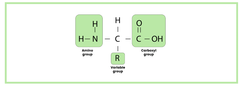 <p>- Amino group</p><p>- Carboxyl group</p><p>- Variable group</p>