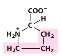 <p>What Amino Acid is This?</p>