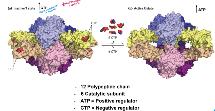 <p>The _____________ Structure of Aspartate Transcarbamoylase </p>