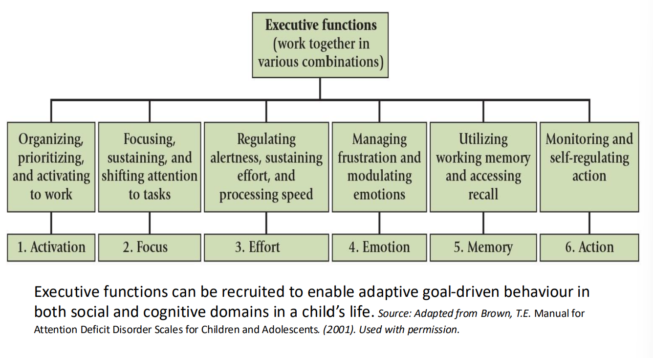 <p>Working Memory &amp; Executive Function</p>