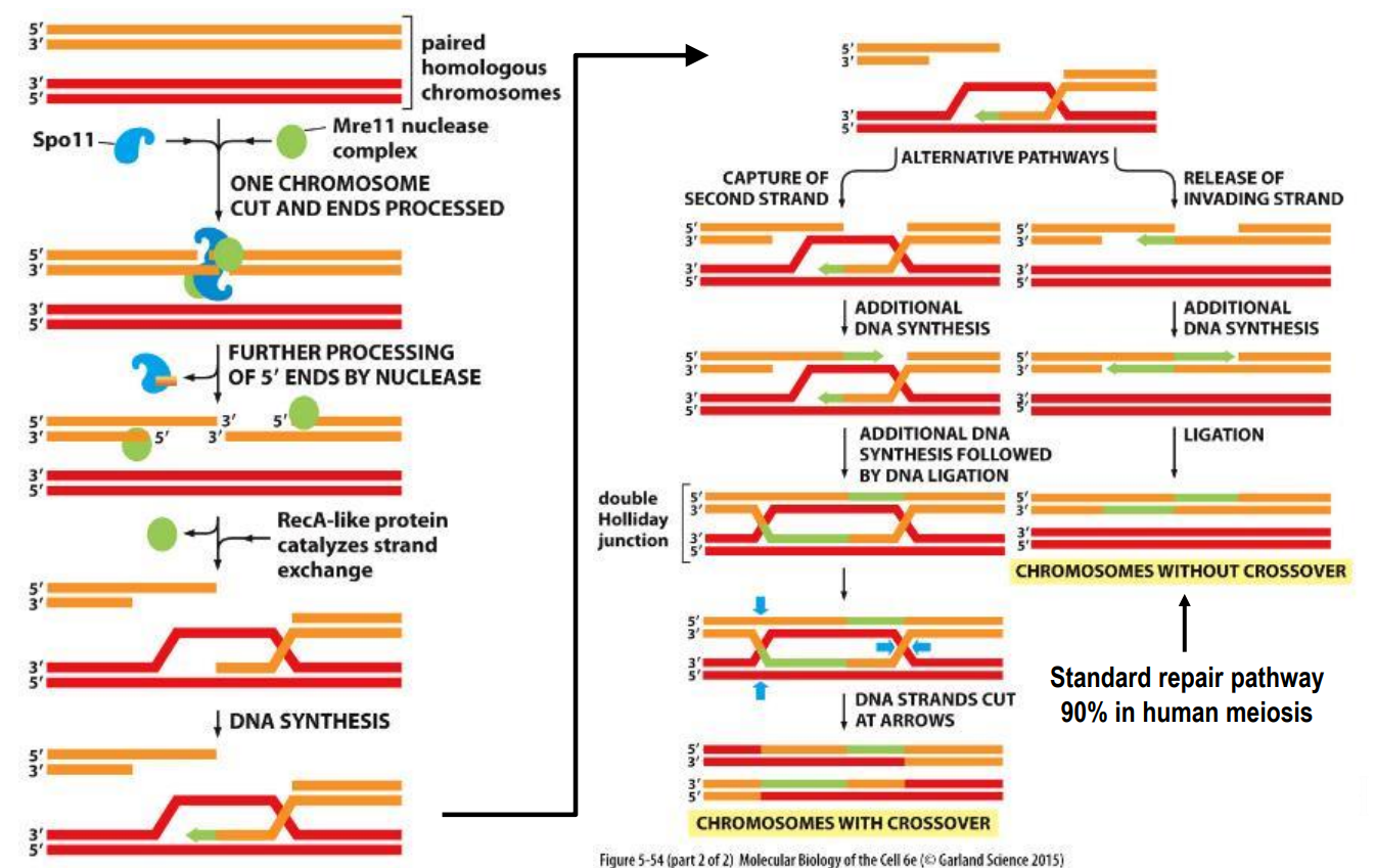 <p>Key stages of Homologous Recombination: 2) 5’ ends of break processed leaving 3’ overhangs</p>