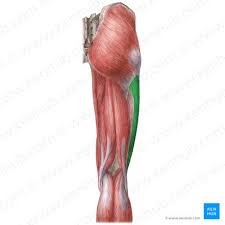 <p>Abductor of the thigh</p>