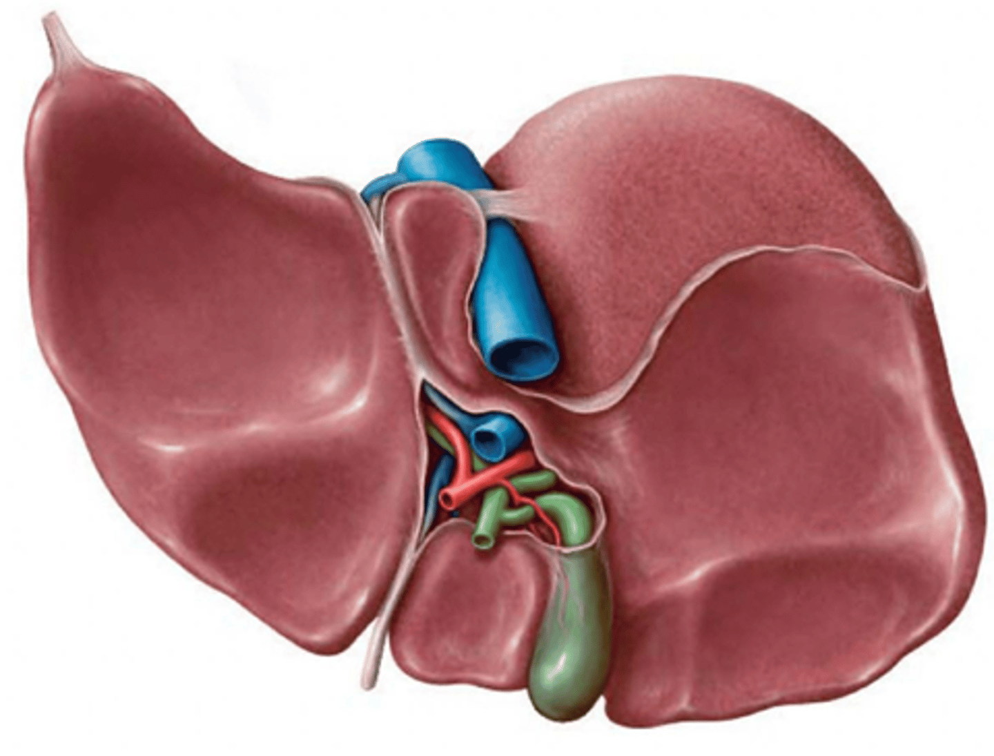 <p>transverse fissure on the visceral surface of the liver</p><p>located between the quadrate and caudate lobes</p>