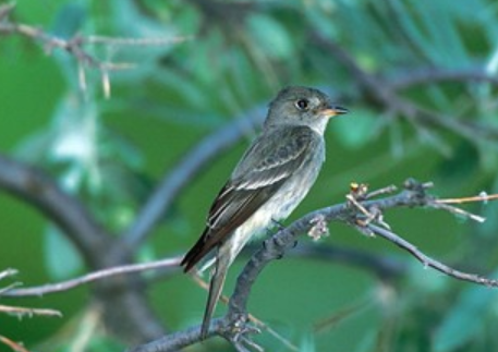 <p>Order: Passeriformes<br>Family: Tyrannidae</p>