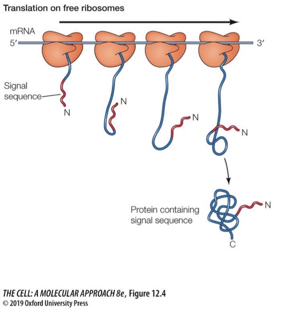 <p>Binds to mRNA to form poly ribosome</p><p>Goes to nucleus, mitochondria, chloroplasts, peroxide meds, cytosol, peroxisomes</p>