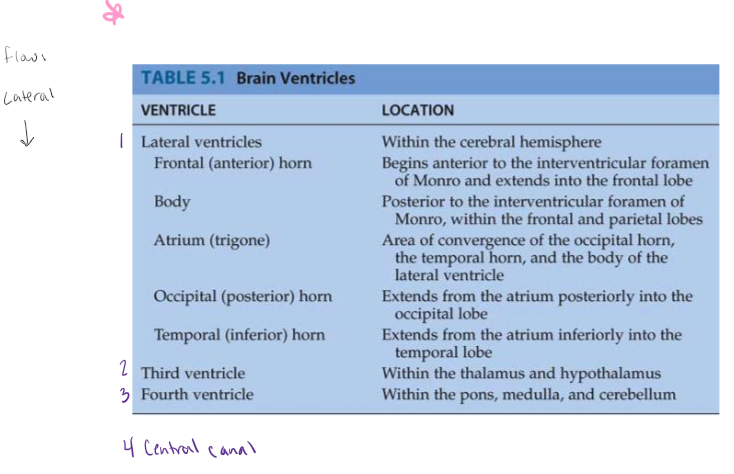 <p>*Diagram handed out in class is on exam 3</p><p>*know flow of ventricles for exam 3</p>