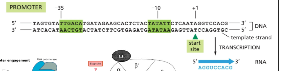 <p>The sigma subunit of bacterial RNA polymerase recognizes the -10 and -35 sequences and directs the rest of the RNA polymerase to bind there. Sigma factor is released after transcription begins.</p><p>ex. -10 = 10 bases before we start</p><ul><li><p>negative because zero is first base at start</p></li></ul><p></p>