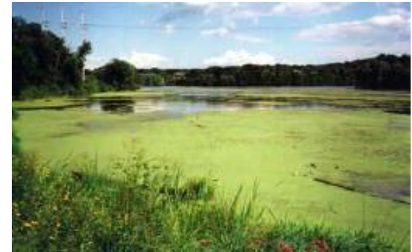 <p>Increase in nutrient levels in a water body with important effects on the aquatic communities. </p><ul><li><p>Abundance of phytoplankton: (cyanobacteria and algae) increases. These photosynthesizing organisms cover the upper sunlit layer of the water bodies.</p></li></ul><p></p>