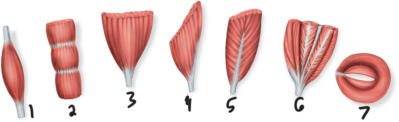<p>image 6</p>