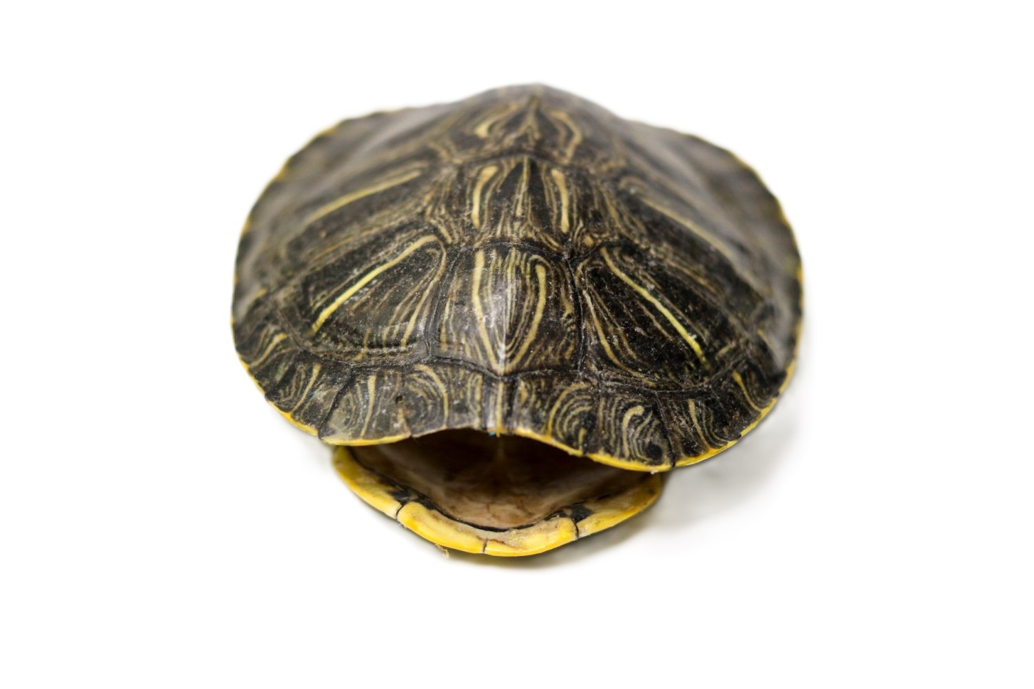 <ul><li><p>Carapace (dorsal)</p></li><li><p>Plastron (ventral)</p></li><li><p>Bridge (connects carapace and plastron)</p></li><li><p>Scutes (superficial keratinous plates)</p></li><li><p>Osteoderms (deeper dermal, bony plates, differ in # and shape)</p></li><li><p>Fused vertebrae (thoracic, lumbar, sacral)</p></li><li><p>Free vertebrae (cervical (8), caudal)</p></li><li><p>Fused ribs and sternum</p></li><li><p>Long necks</p></li><li><p>4 well-developed limbs</p></li></ul><p></p>