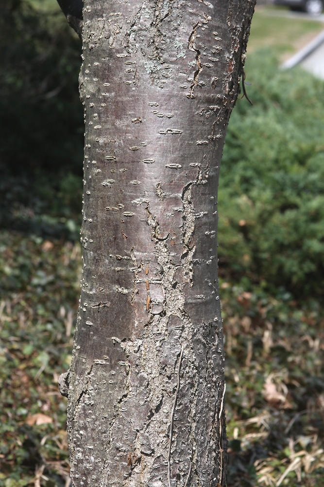 <p>Japanese Tree Lilac </p>