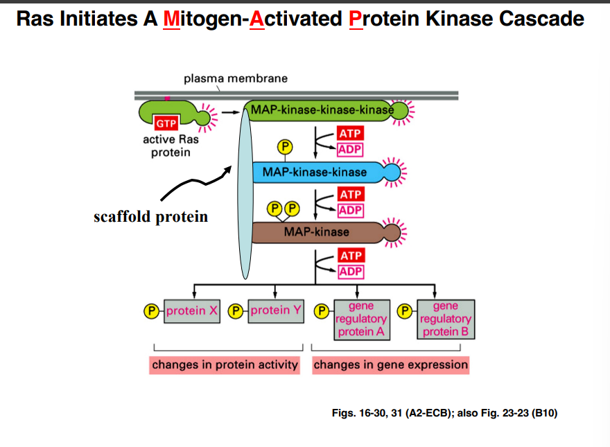 <p><span style="background-color: transparent;"><strong>Activation of Ras</strong></span></p>