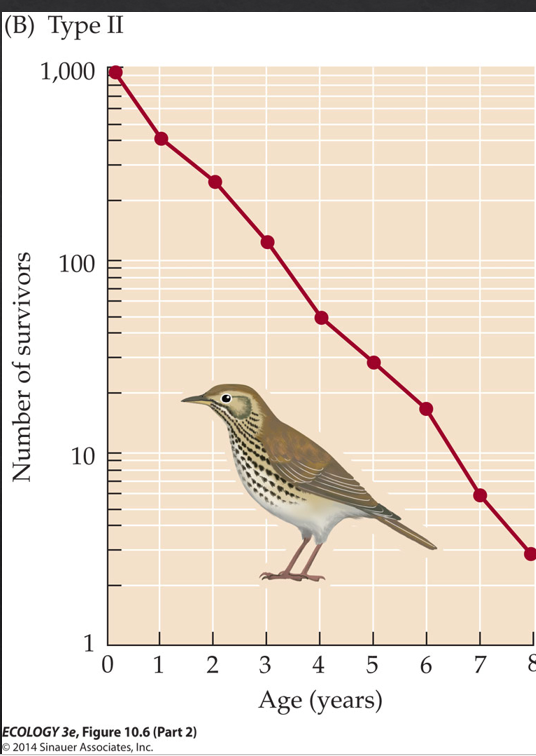 <p>Many mammals and small birds</p><p>Constant mortality rate across all ages</p>