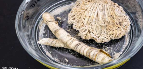 <p>Phylum Annelida</p><p>tube of tube worms</p>