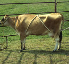 <p>1. halter bovine with a loose lead and low to stationary object</p><p>2. find the middle of the rope</p><p>3. place middle of rope on dorsal neck</p><p>4. bring both sides medial to radius and under axial region (DO NOT CROSS)</p><p>5. bring up to thoraco-lumbar junction on back, CROSS ropes on midline</p><p>6. take down to medial to the tibia (But lateral to udder or testis)</p><p>7. bring out the back</p><p>8. pull straight back</p>