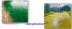 <p>Where are cyanobacteria abundant? What do they "fix"? How does this help the environment? What can they also form?</p>
