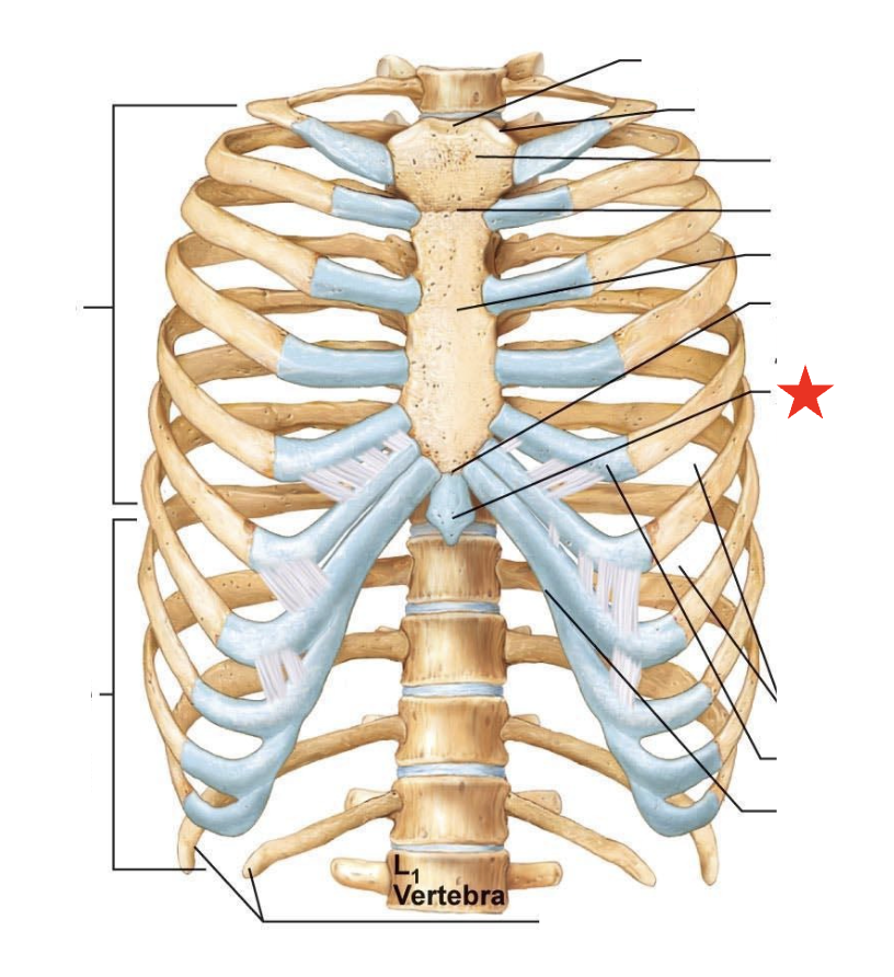 <p>Sternum xiphoid process</p>