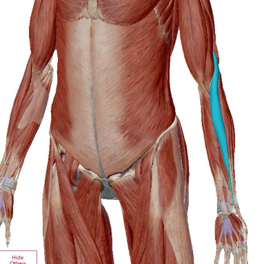 <p>what muscle is this</p>
