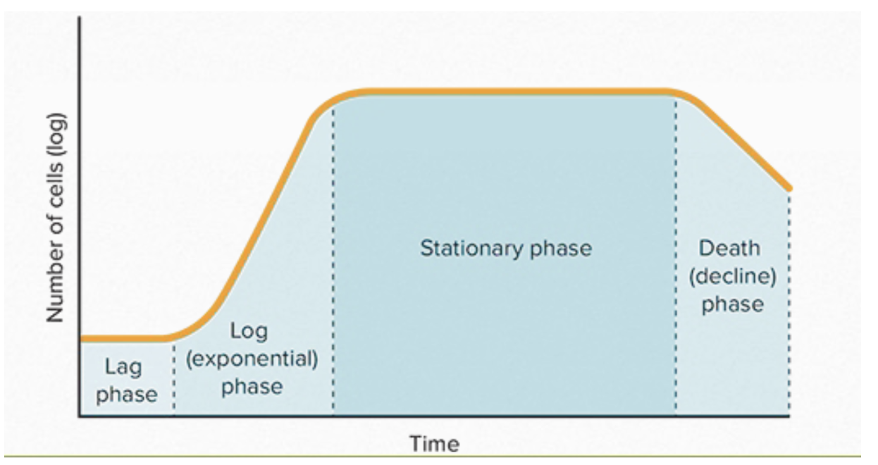 <ul><li><p>protein production is OPTIMAl in LOG (exponential phase) = Most growth </p></li><li><p>cells harvested in stationary phase to maximize growth and minimize cell death </p></li></ul><p></p>