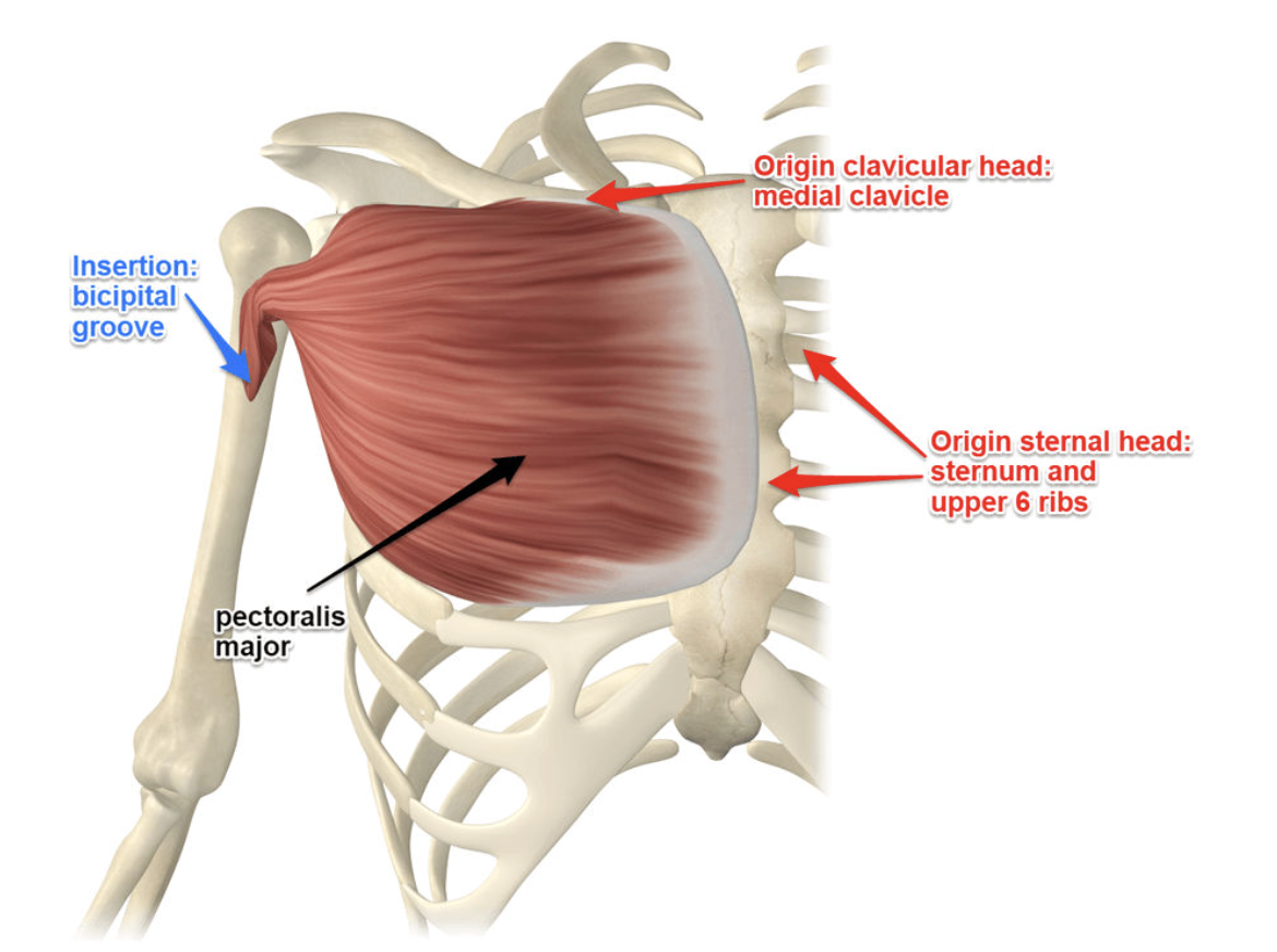 <p><strong>Origin:</strong> medial clavicle, sternum, upper 6 ribs<br><strong>Insertion:</strong> bicipital groove</p><p><strong>Blood supply:</strong> Pectoral Branch of Thoracoacromial</p><p><strong>Innervation (nerve):</strong> Pectoral</p>